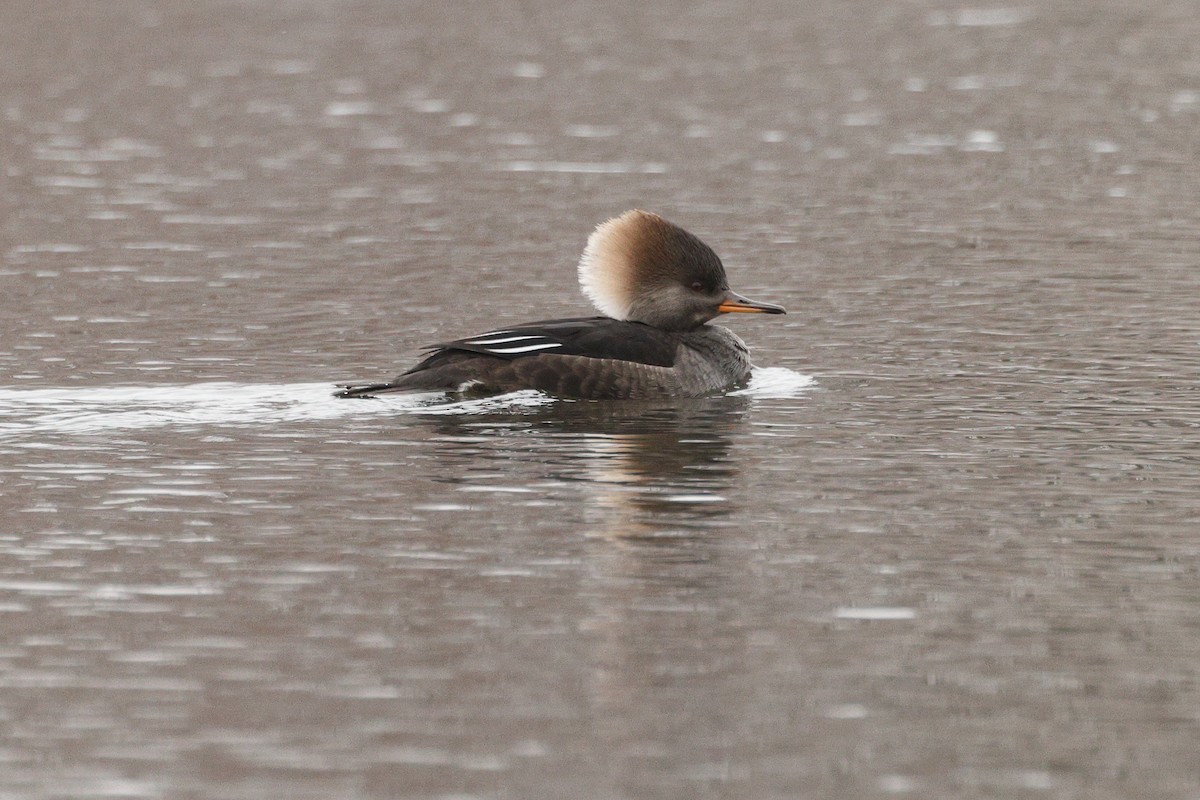 Hooded Merganser - ML646676369