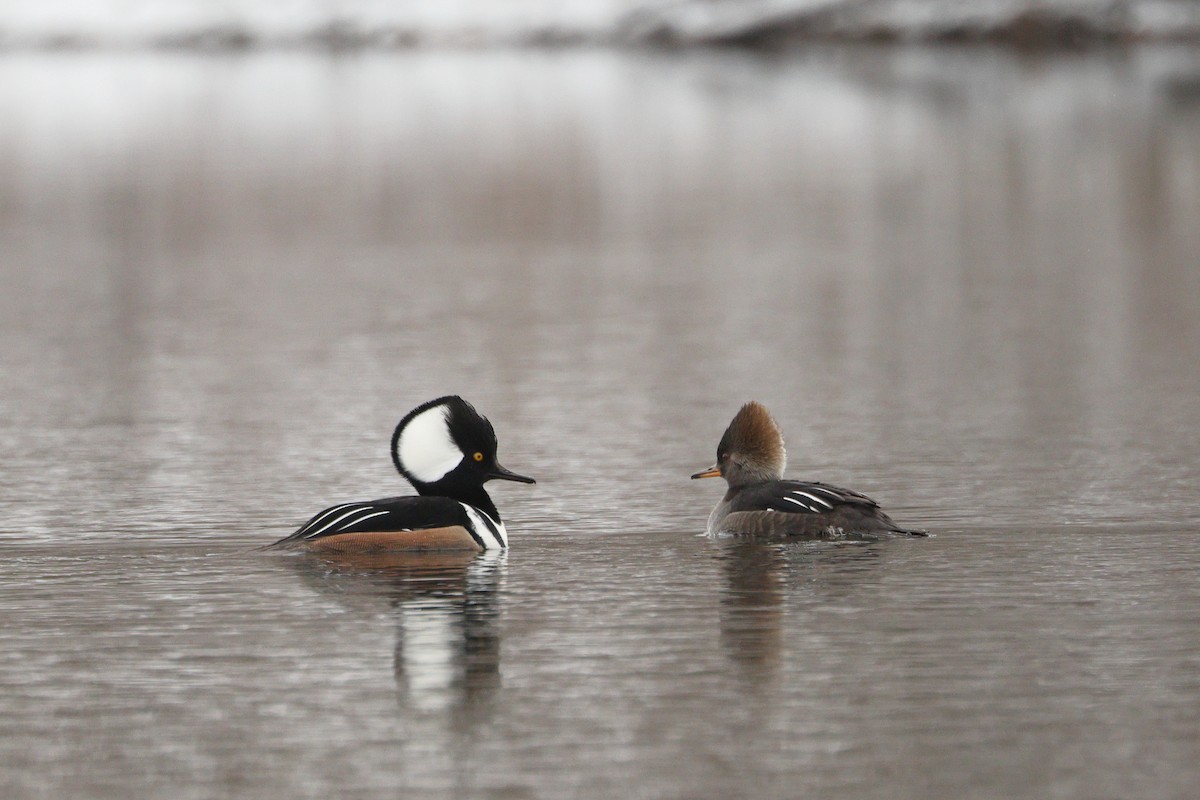 Hooded Merganser - ML646676370