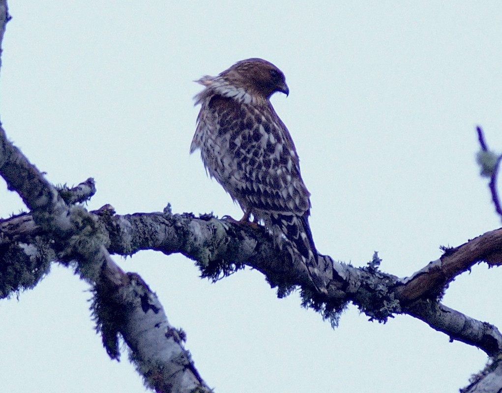 Red-shouldered Hawk - ML646676371