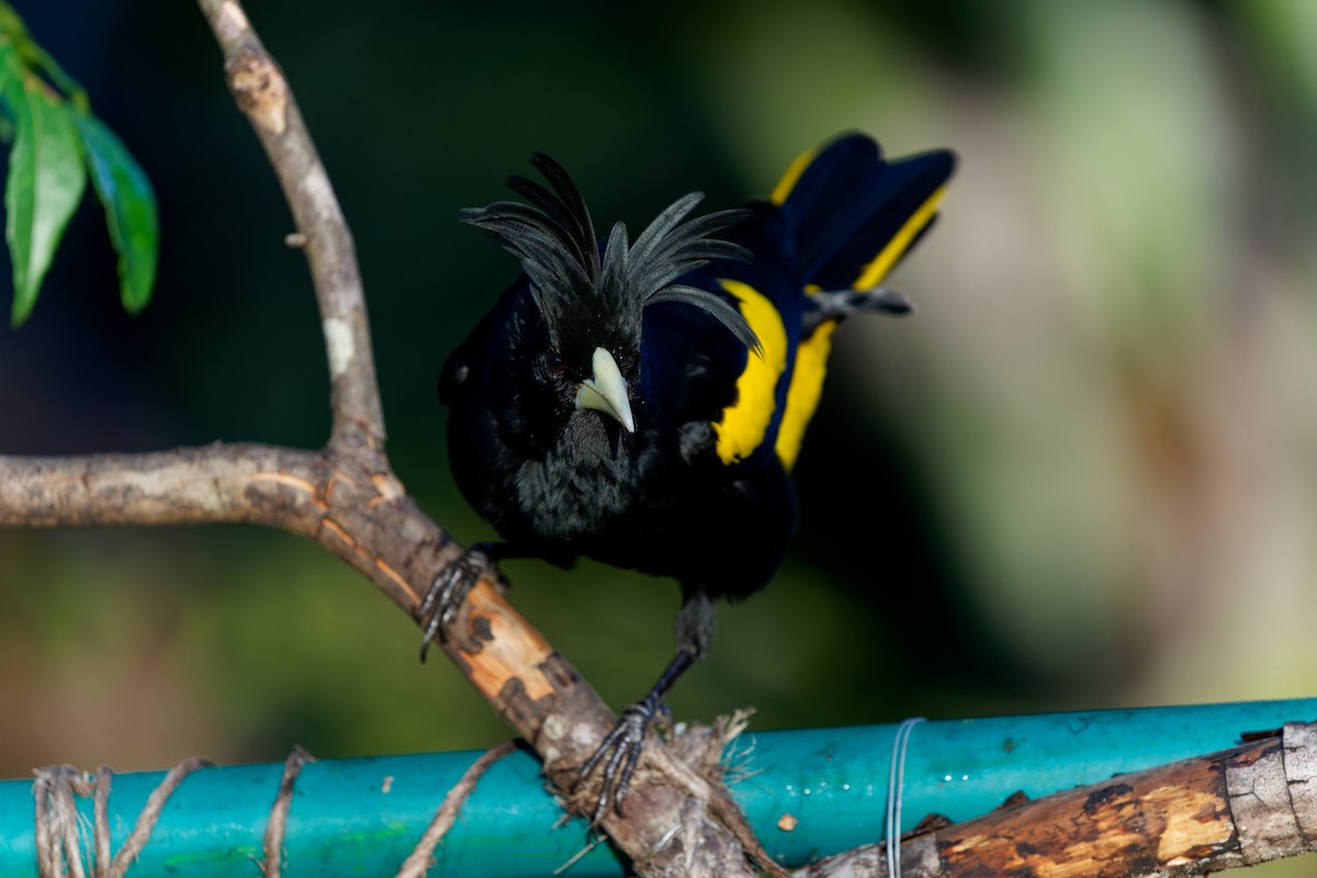 Yellow-winged Cacique - ML646676376