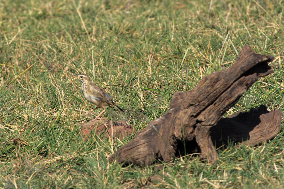 African Pipit - ML646676377