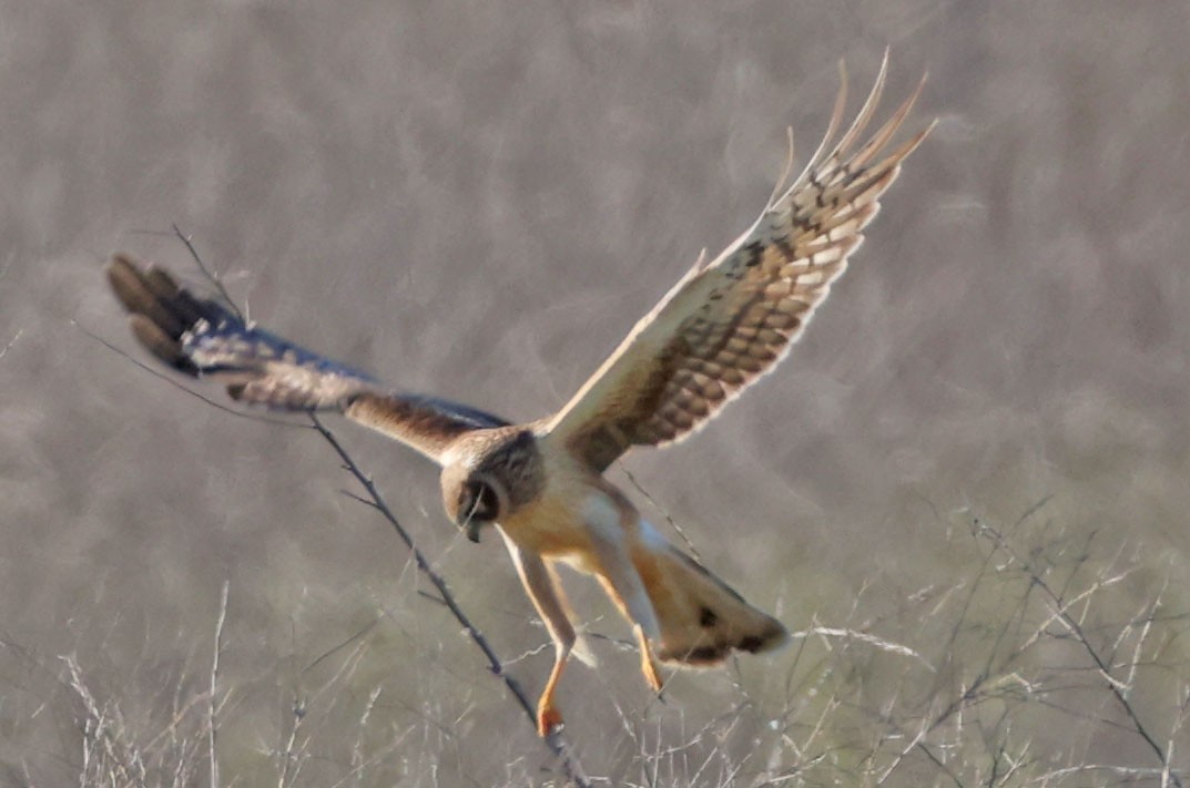 Northern Harrier - ML646676378