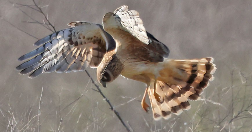 Northern Harrier - ML646676379