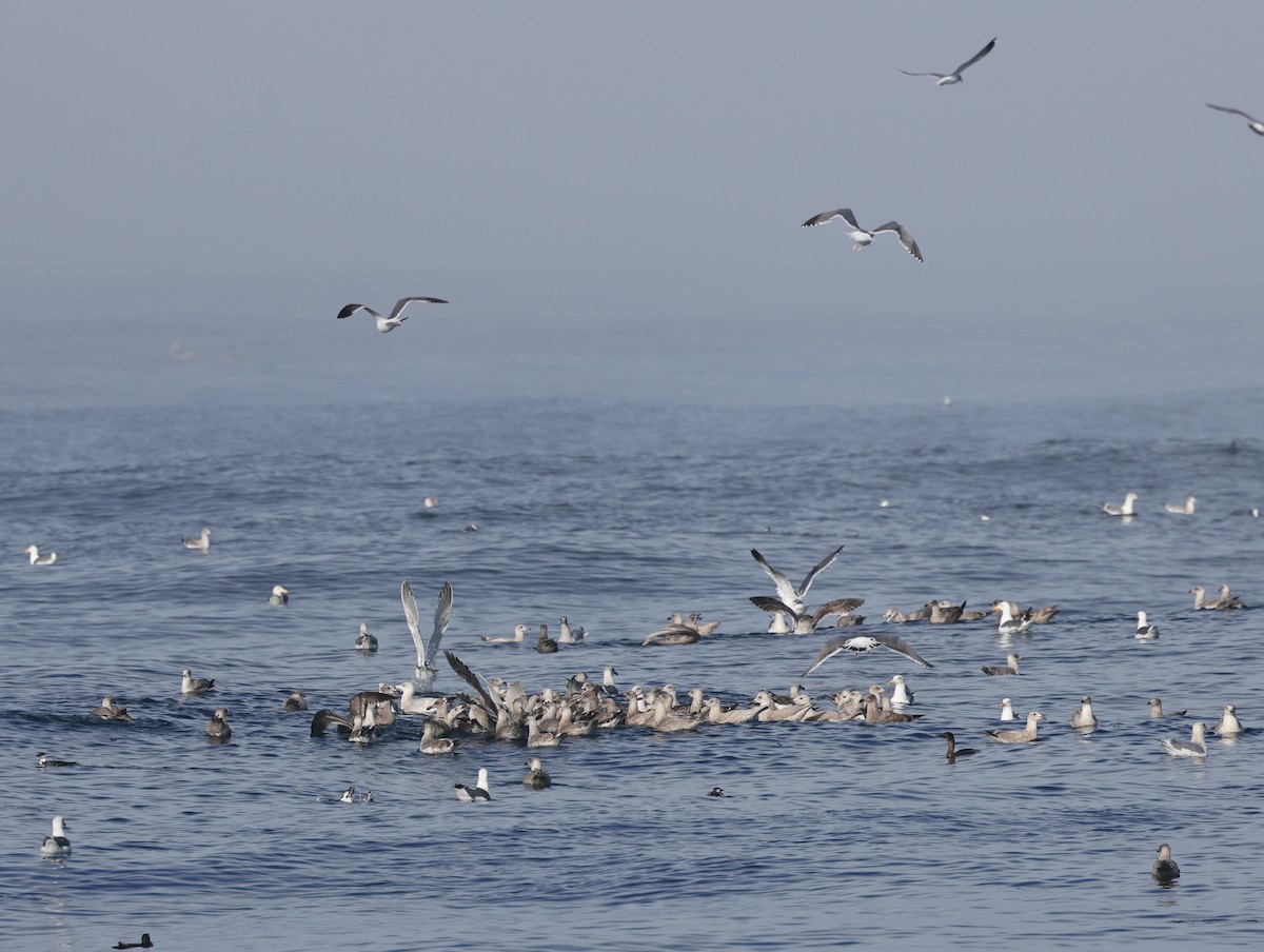 Western Gull - ML646676380