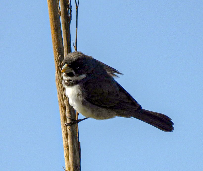 Double-collared Seedeater - ML646676381
