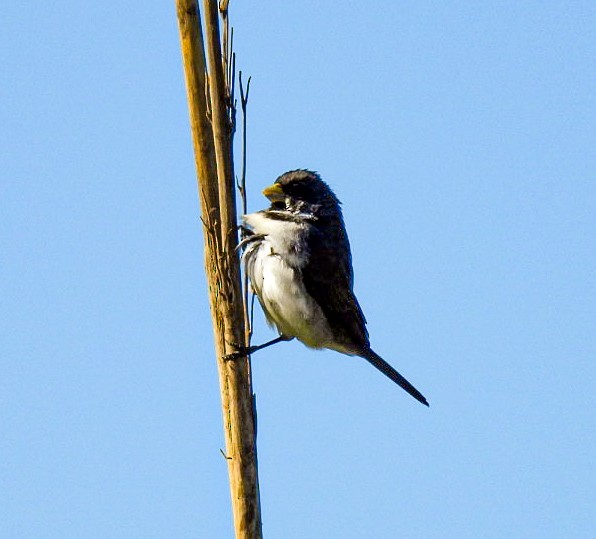 Double-collared Seedeater - ML646676382