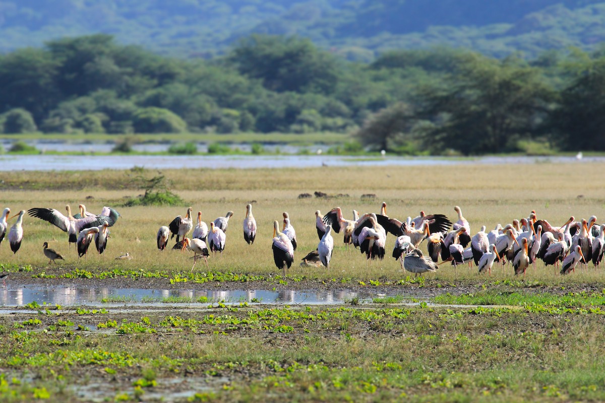 Yellow-billed Stork - ML646676383