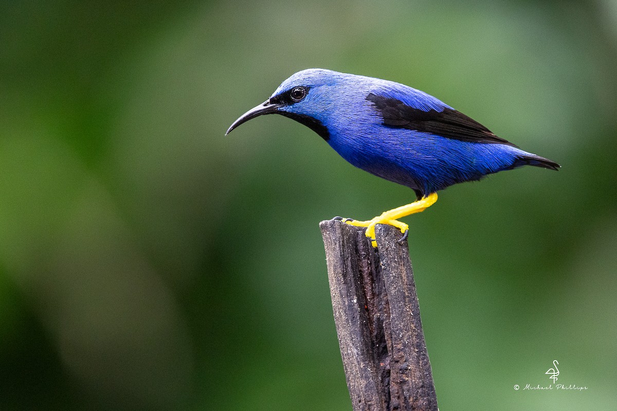 Shining Honeycreeper - ML646676384