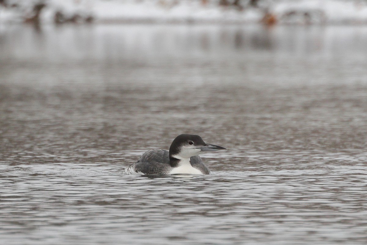 Common Loon - ML646676387