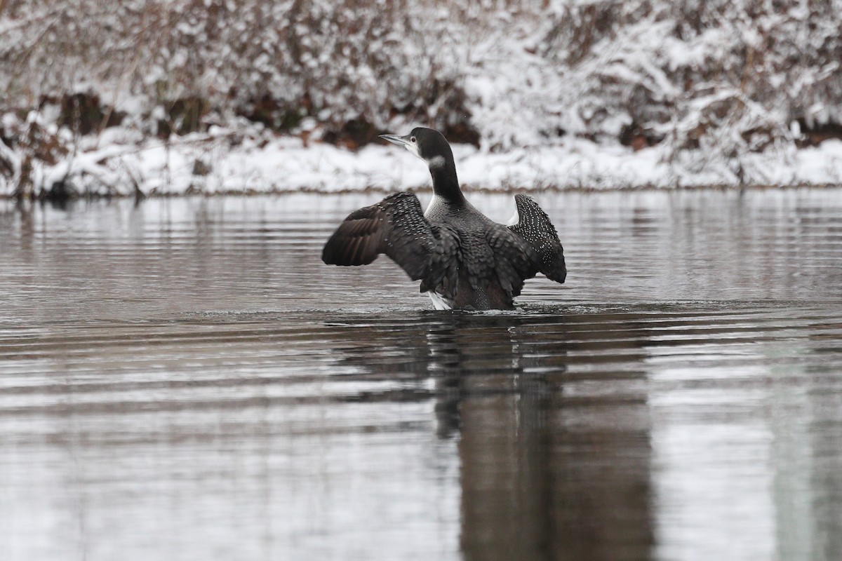 Common Loon - ML646676388