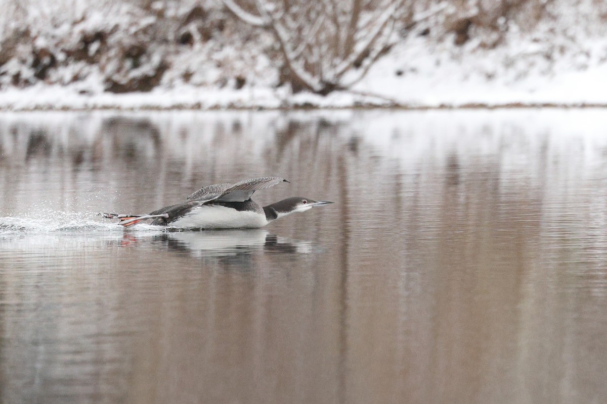 Common Loon - ML646676390