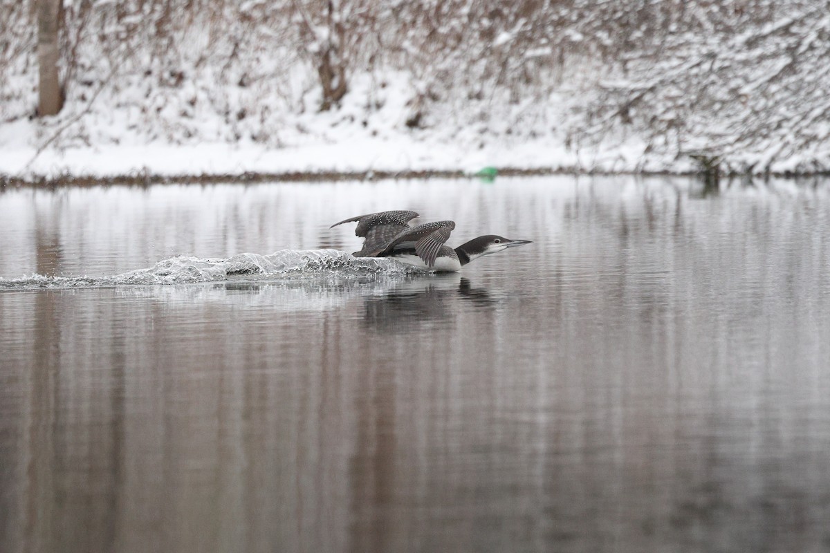 Common Loon - ML646676391