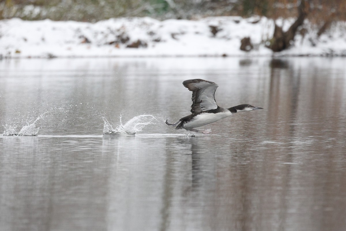 Common Loon - ML646676392