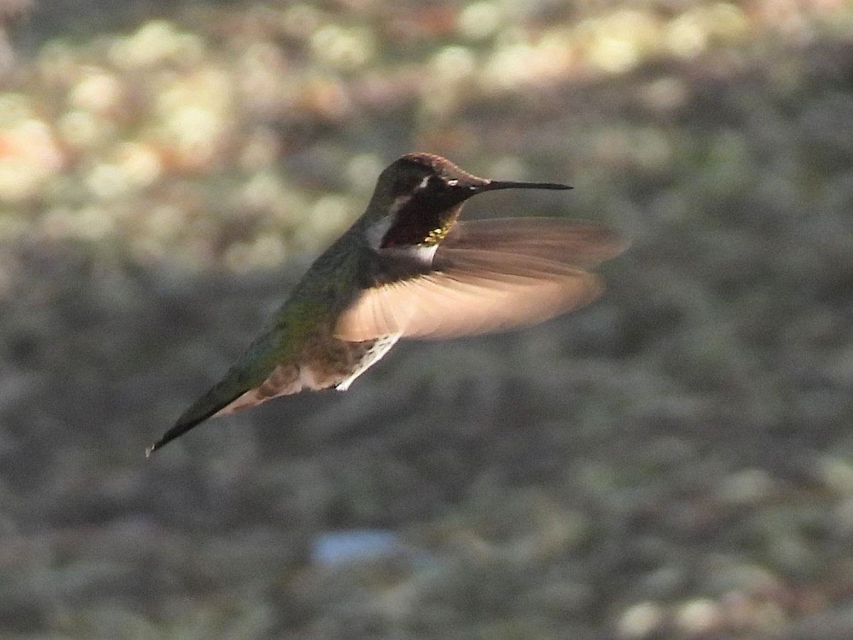 Anna's Hummingbird - ML646676394