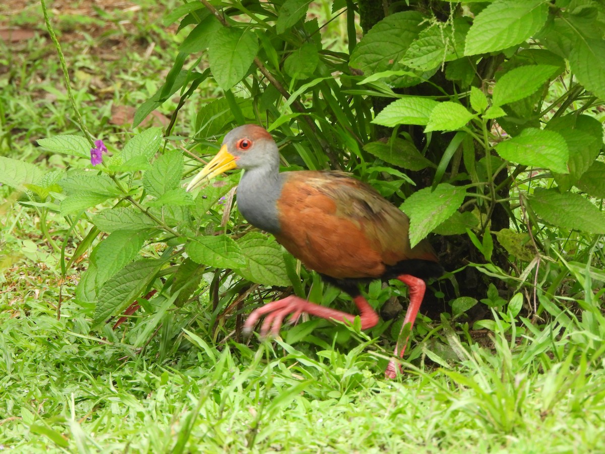 Russet-naped Wood-Rail - ML646676395