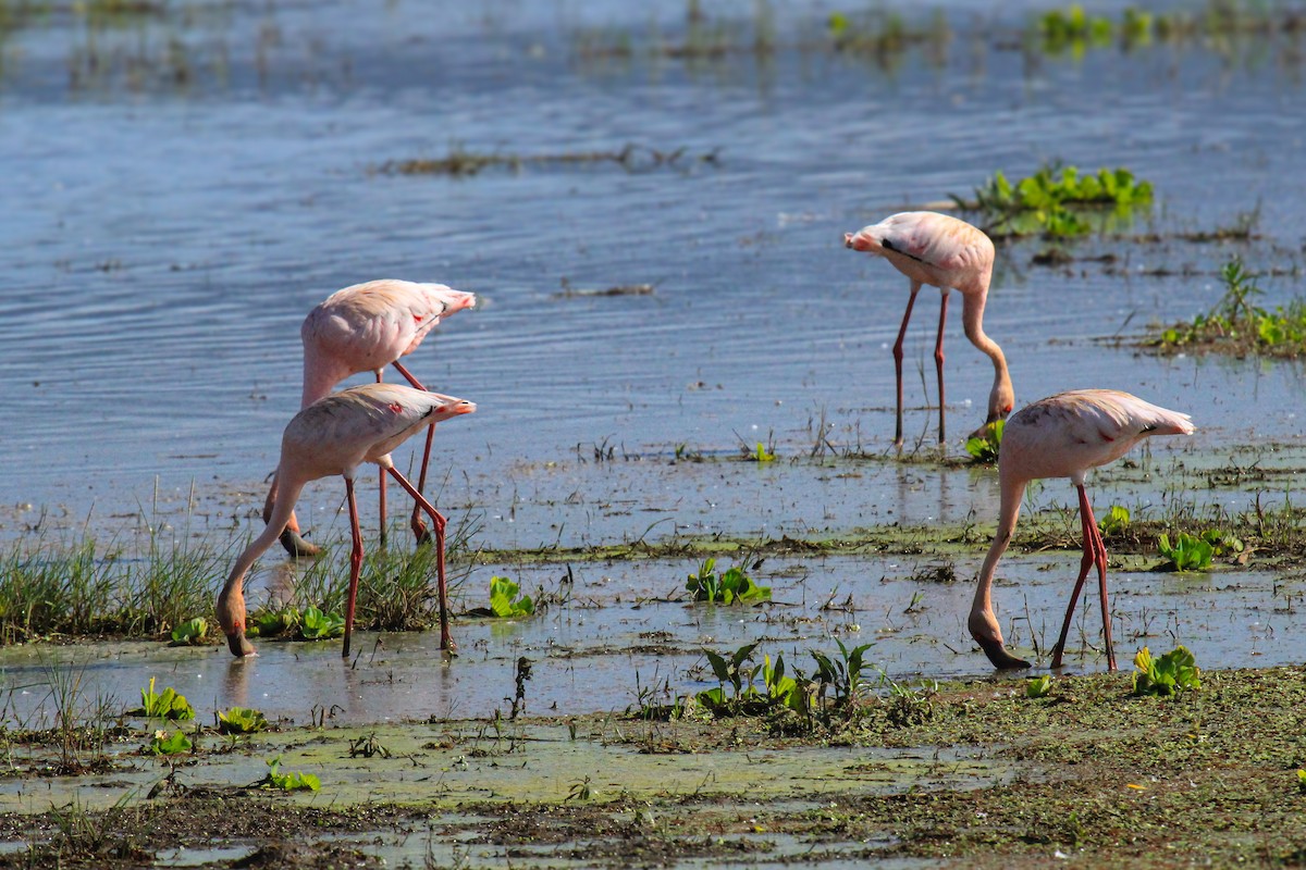 Lesser Flamingo - ML646676396