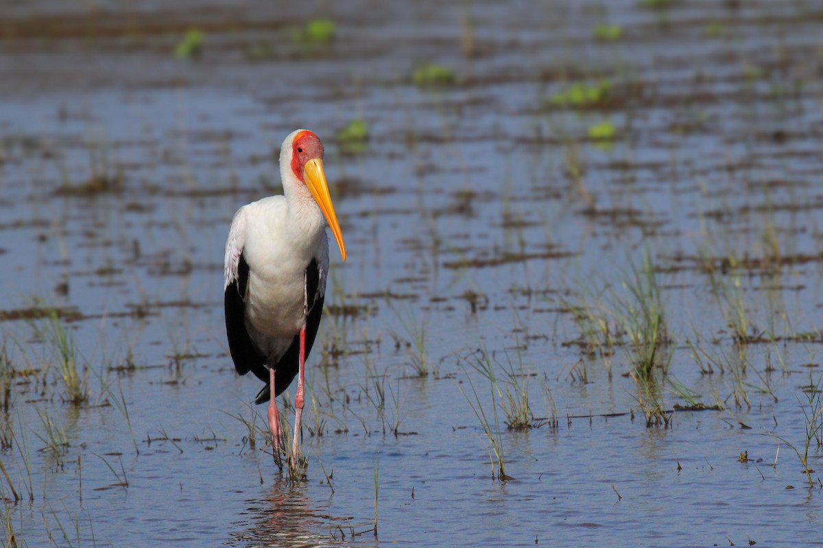 gulnebbstork - ML646676397