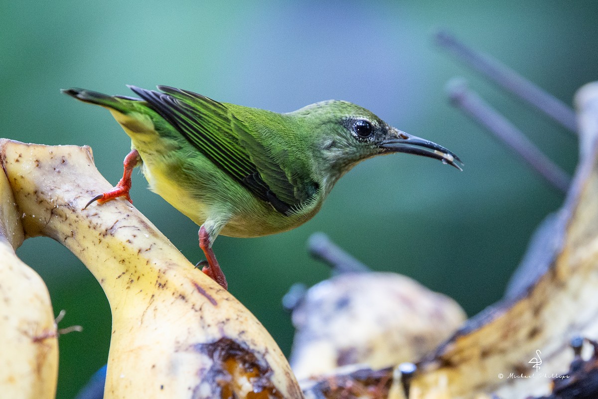 Red-legged Honeycreeper - ML646676400