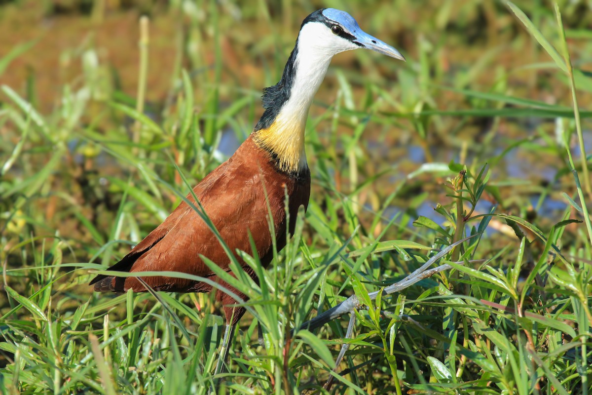 afrikabladhøne - ML646676401