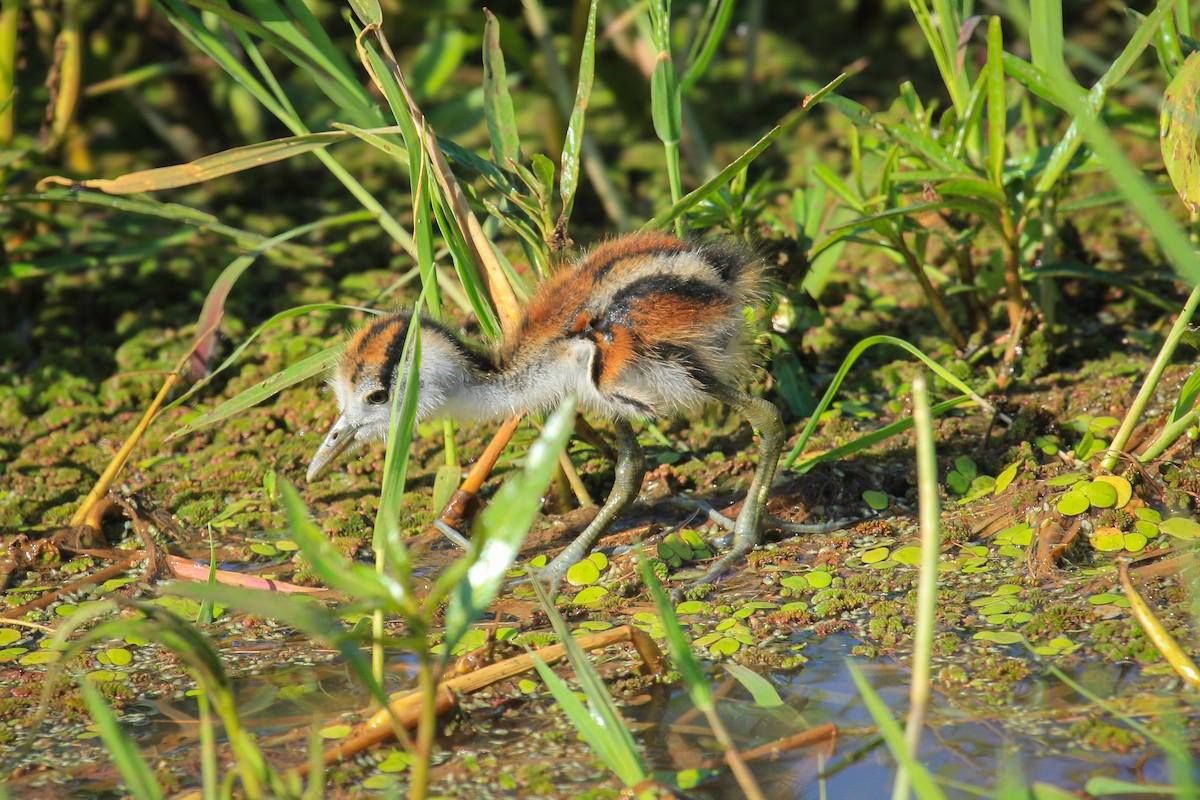 afrikabladhøne - ML646676404