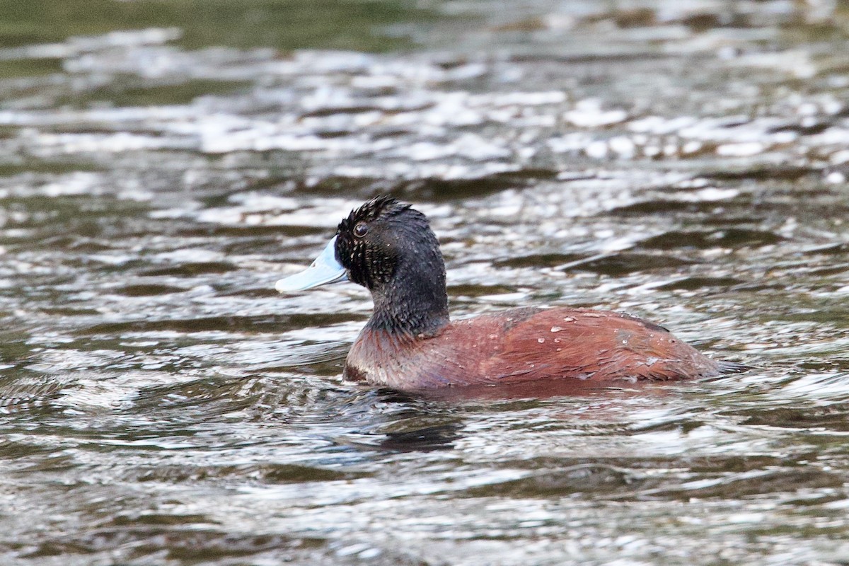 Blue-billed Duck - ML646676405