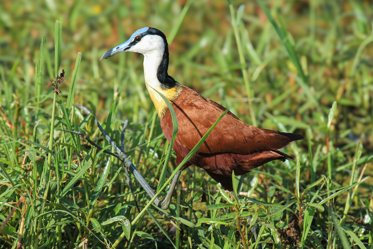 afrikabladhøne - ML646676406