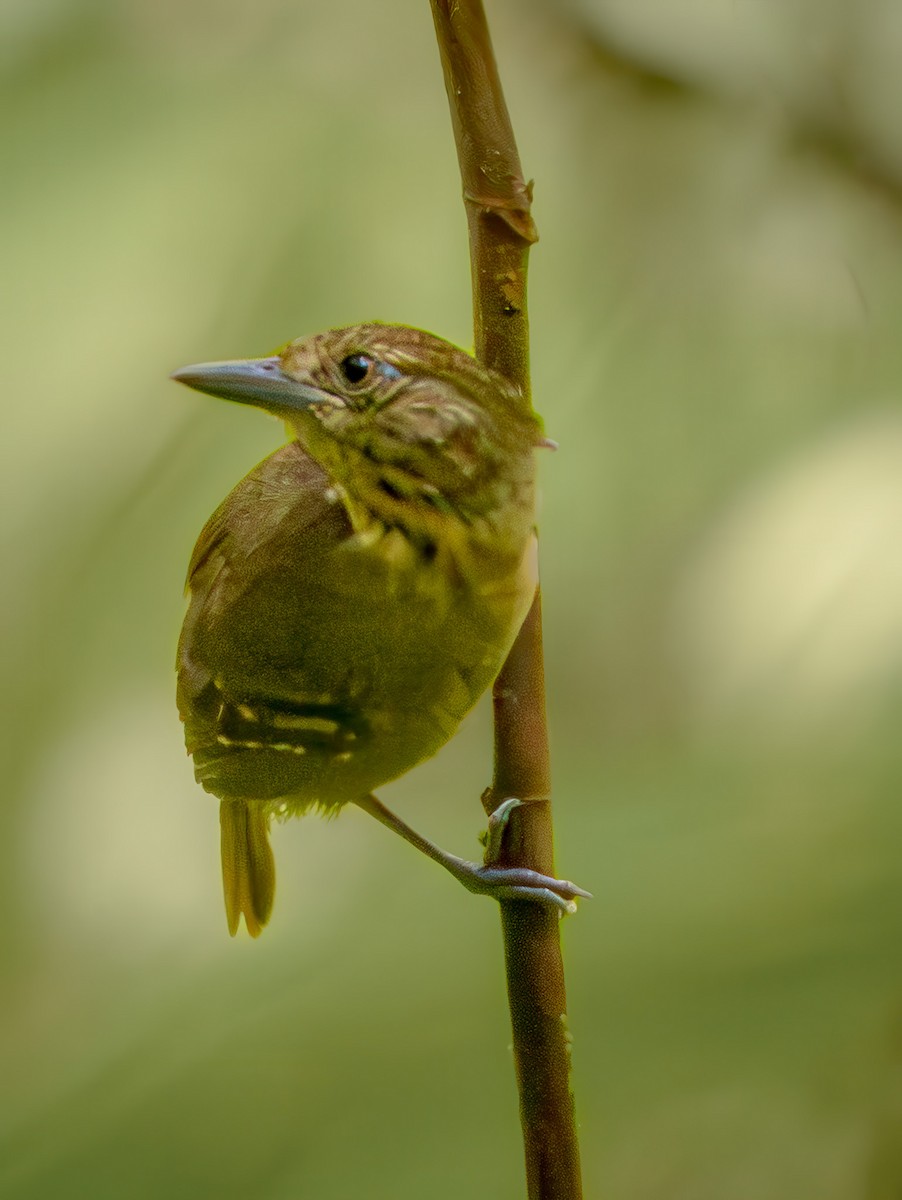 Checker-throated Stipplethroat - ML646676408