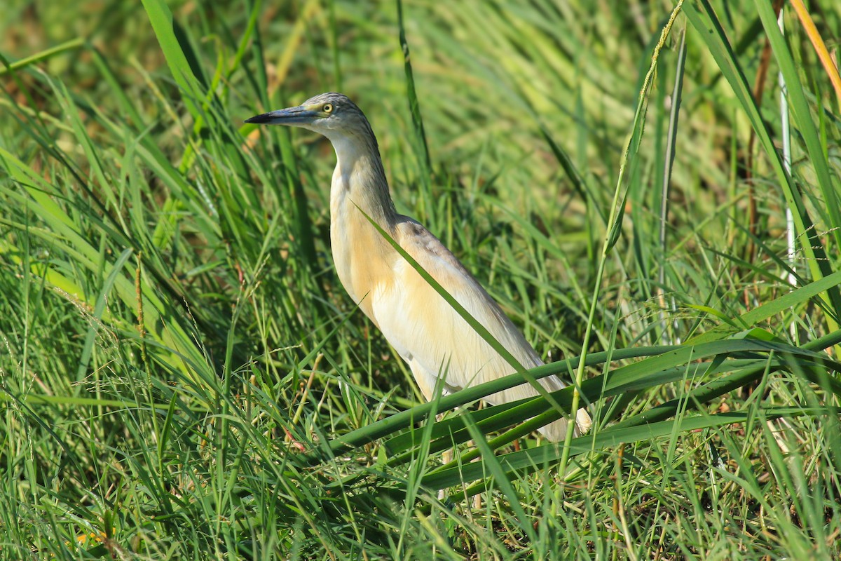 topphegre - ML646676409