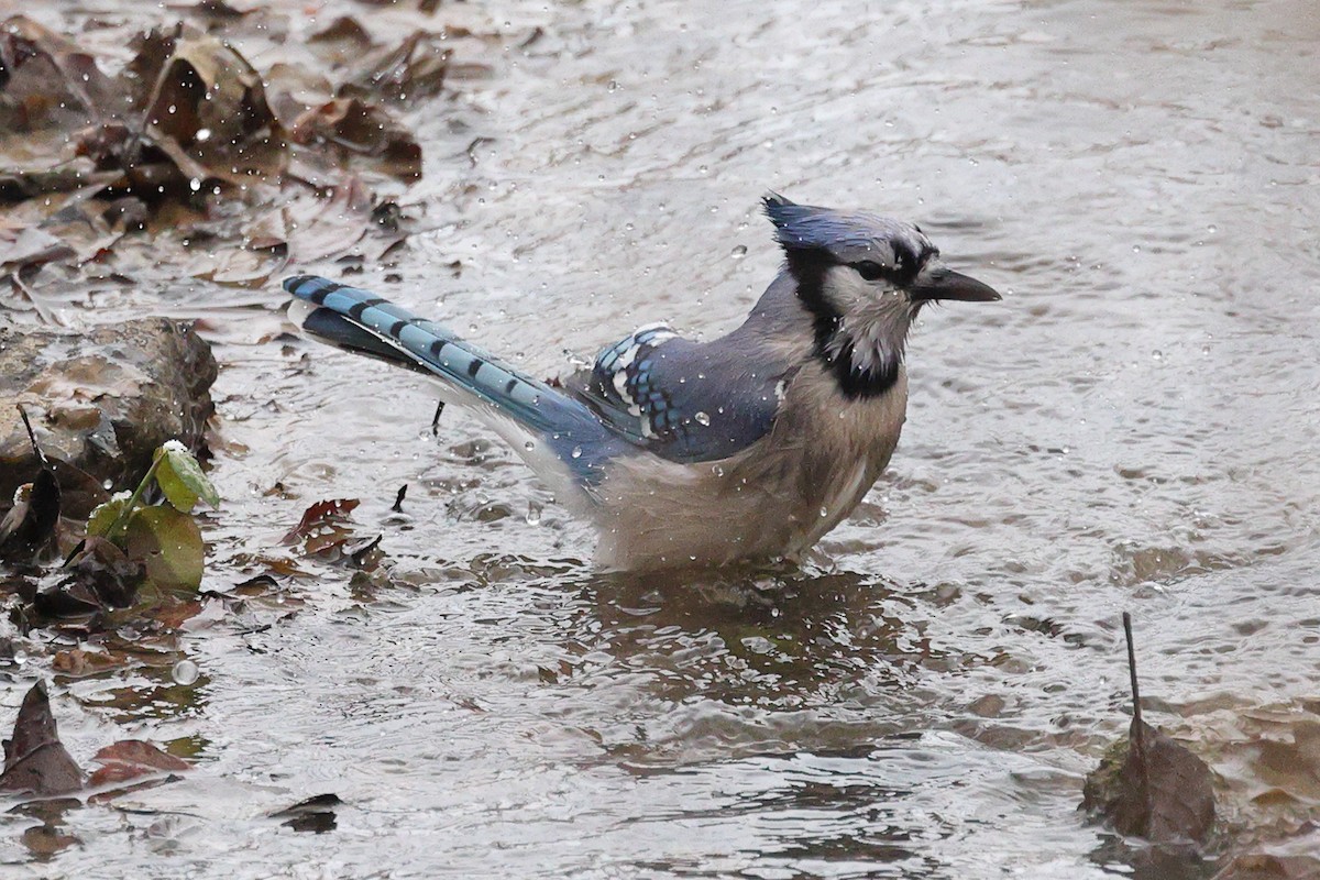 Blue Jay - ML646676410