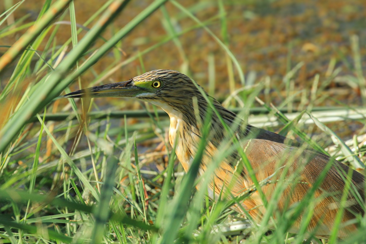 topphegre - ML646676411