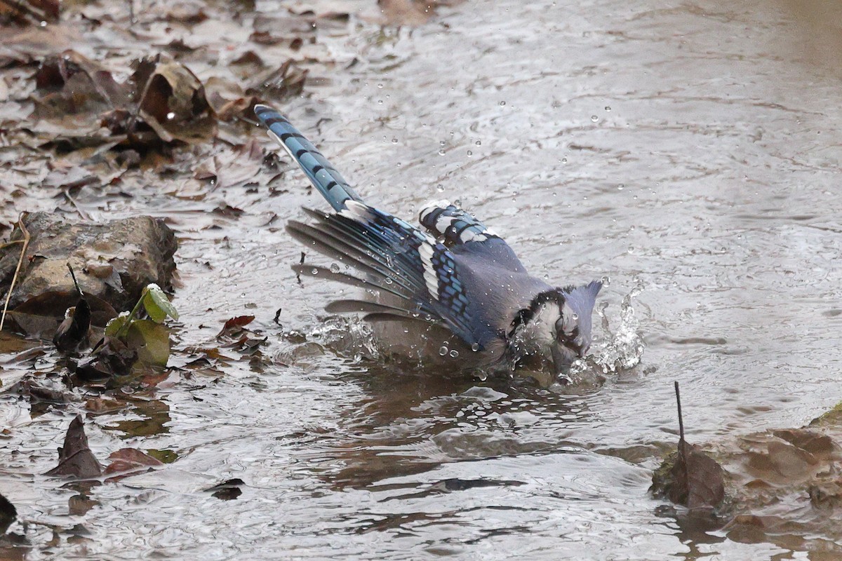 Blue Jay - ML646676412