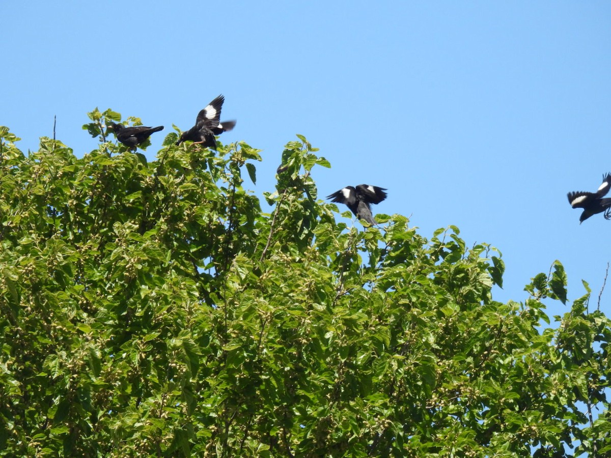 Crested Myna - ML646676413