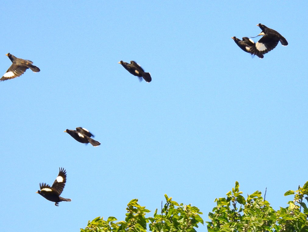 Crested Myna - ML646676414