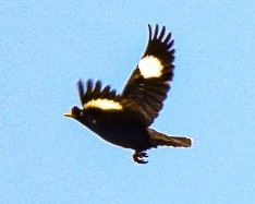 Crested Myna - ML646676415