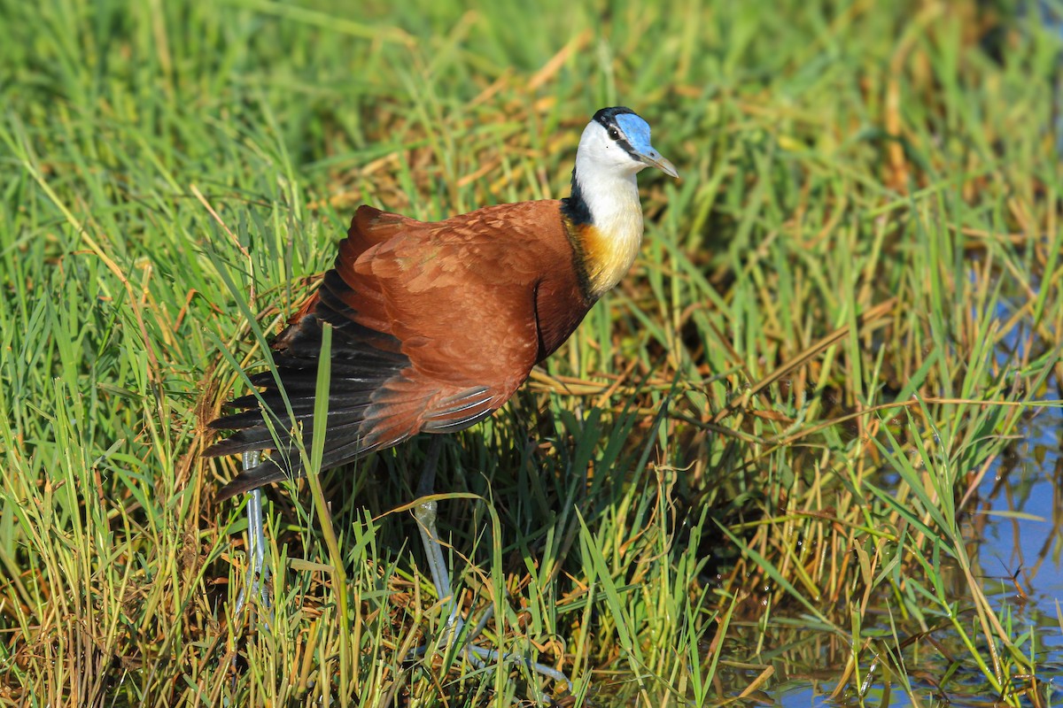 afrikabladhøne - ML646676416