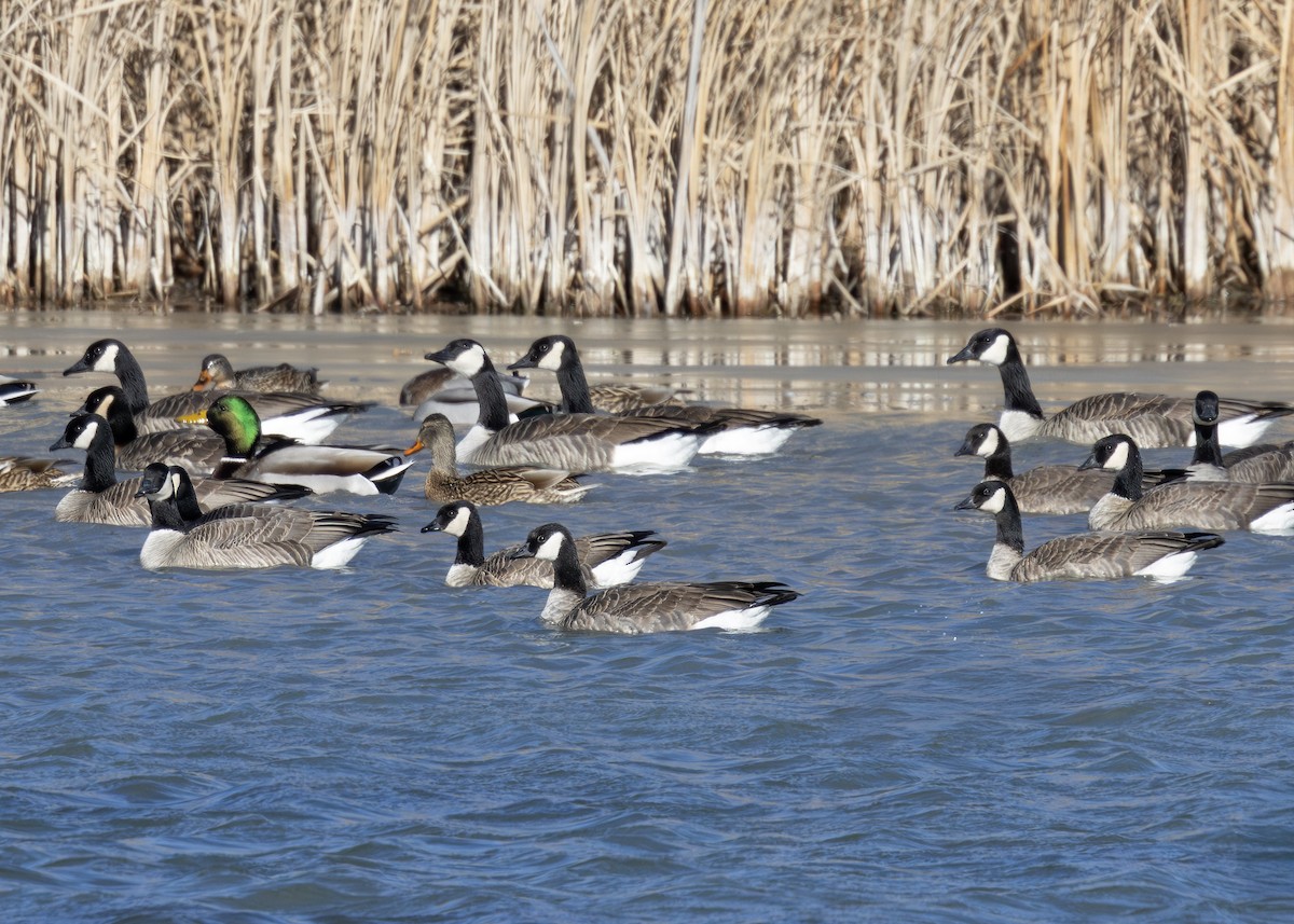 Branta kanadar txikia - ML646676417