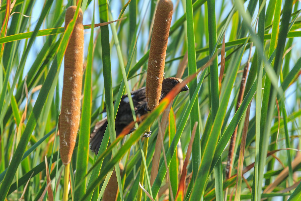 tykknebbvever - ML646676420