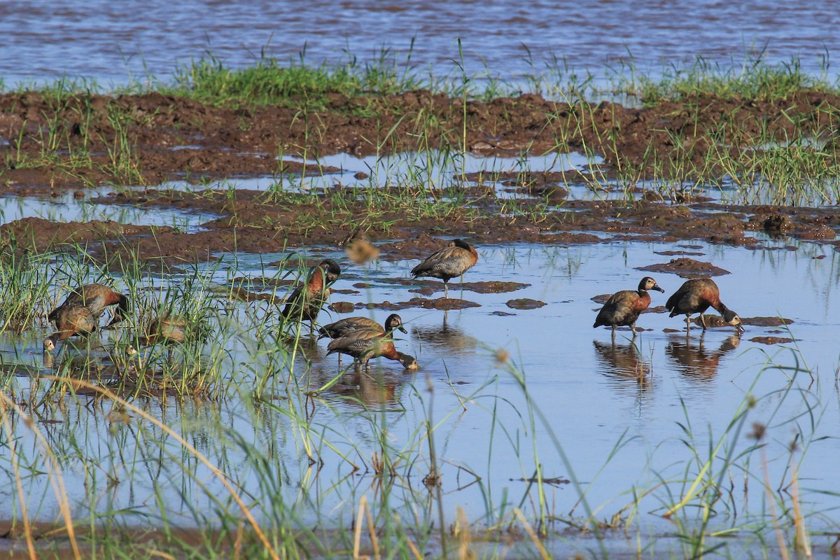 maskeplystreand - ML646676422