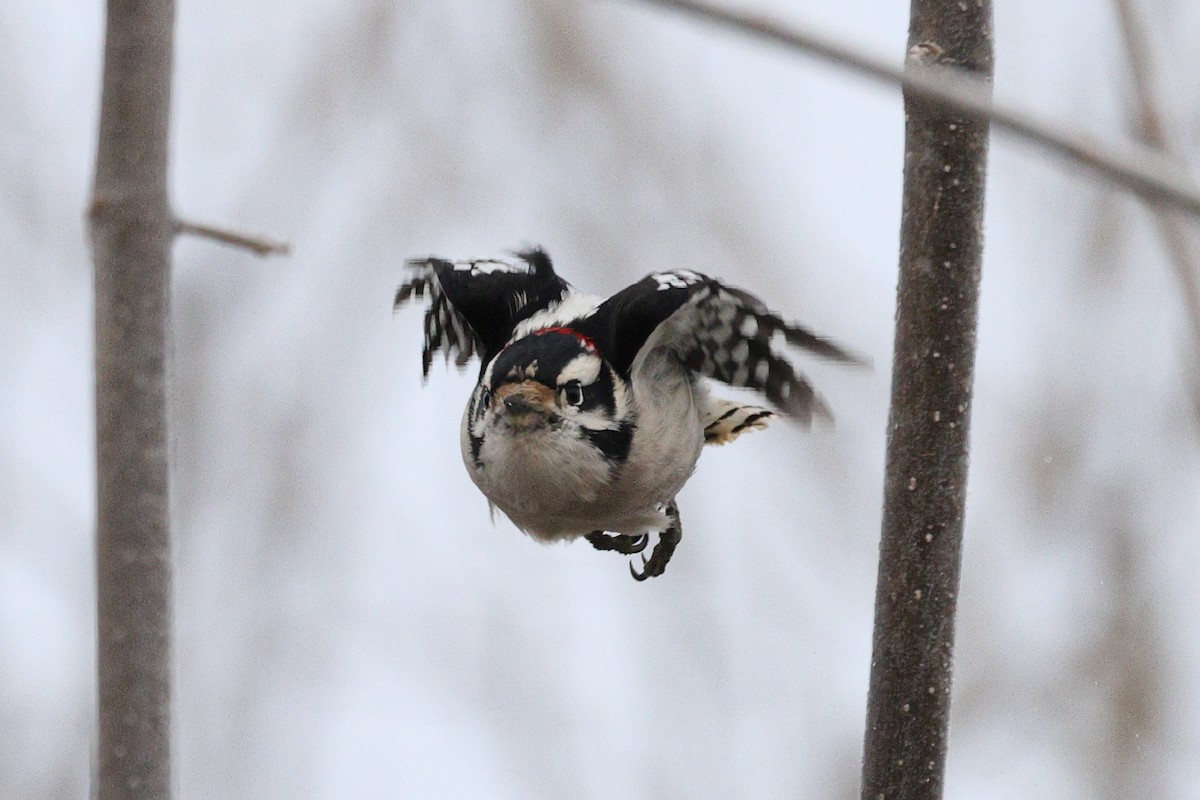 Downy Woodpecker - ML646676423