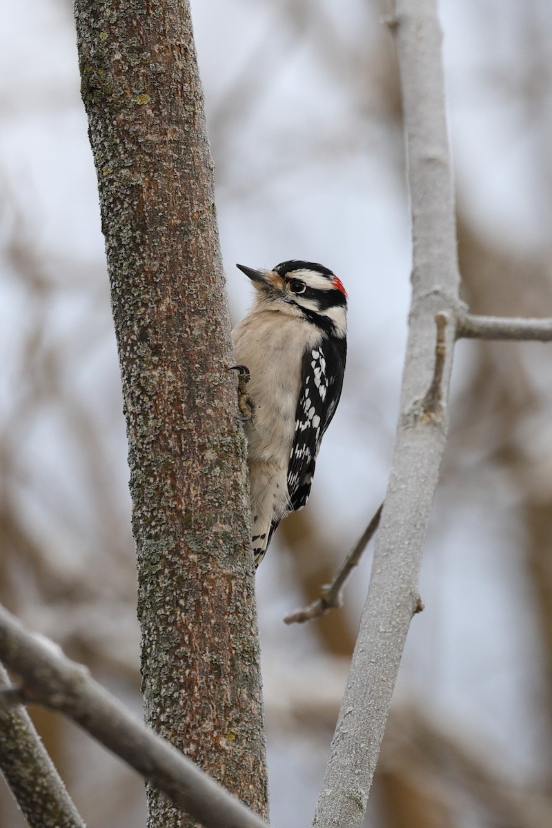 Downy Woodpecker - ML646676424