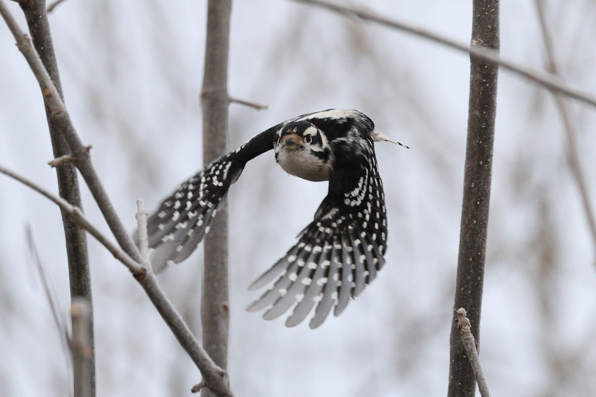 Downy Woodpecker - ML646676425