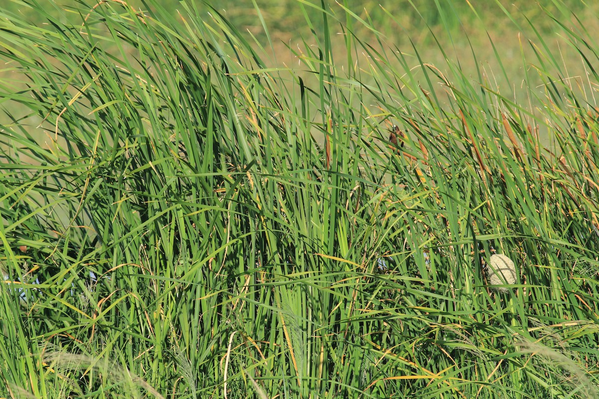 tykknebbvever - ML646676426