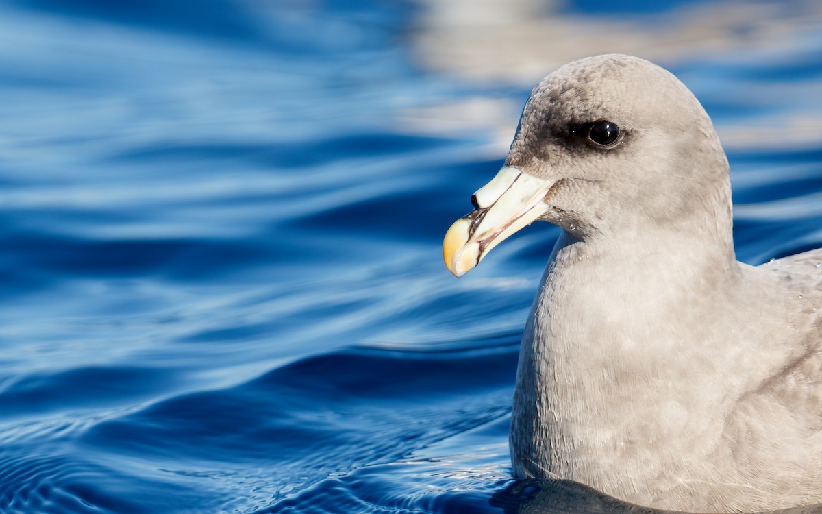 havhest - ML646676428