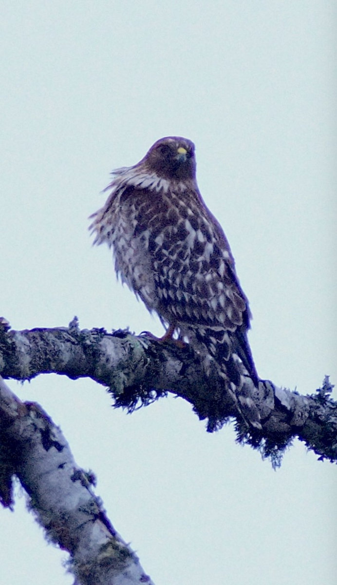 Red-shouldered Hawk - ML646676429