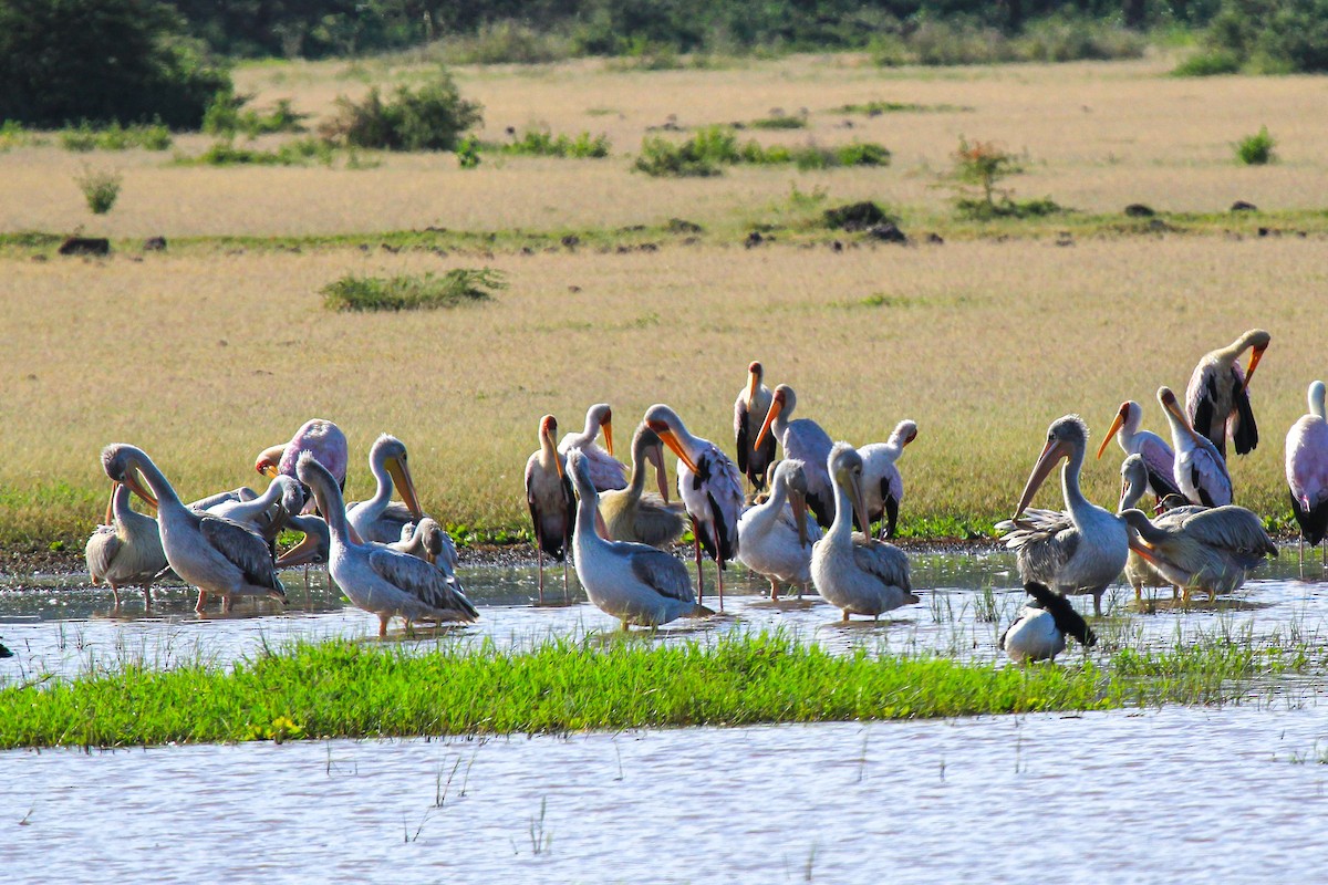 rosenpelikan - ML646676430