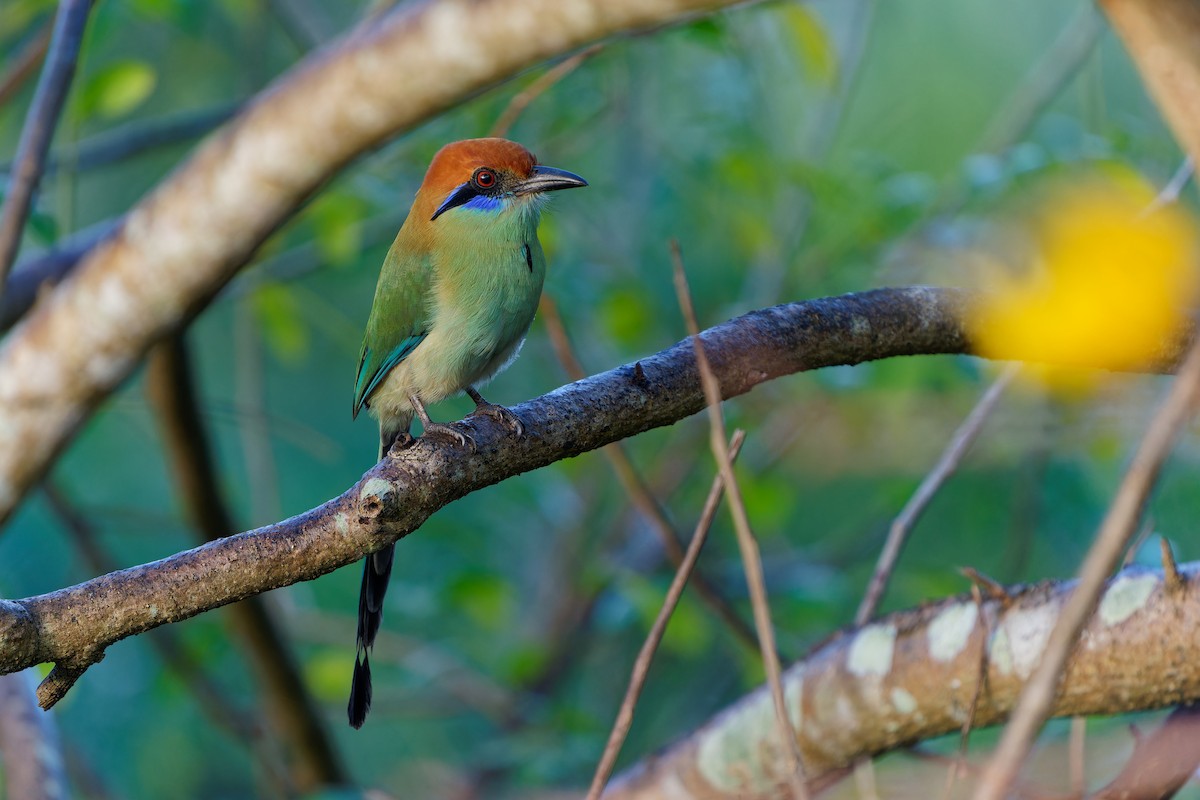 Russet-crowned Motmot - ML646676431