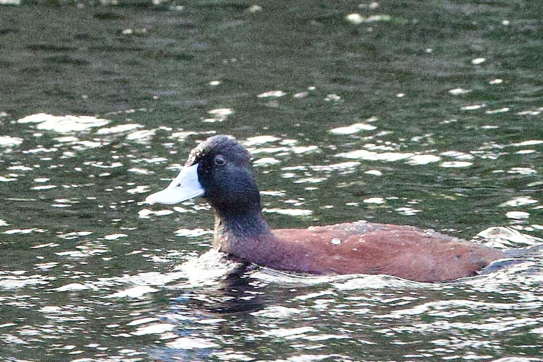 Blue-billed Duck - ML646676432