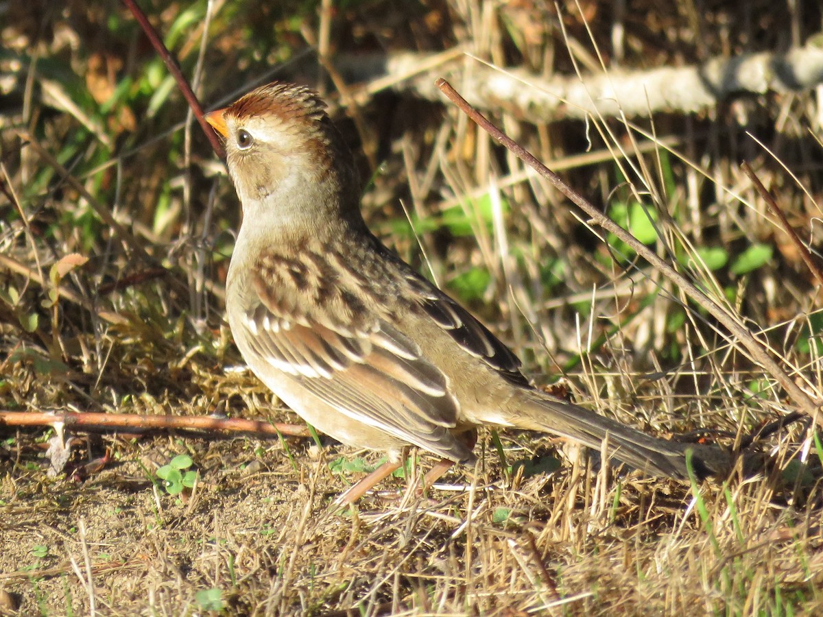 White-crowned Sparrow - ML646676433