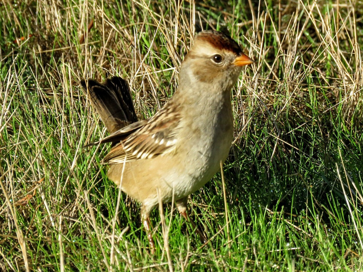 White-crowned Sparrow - ML646676435
