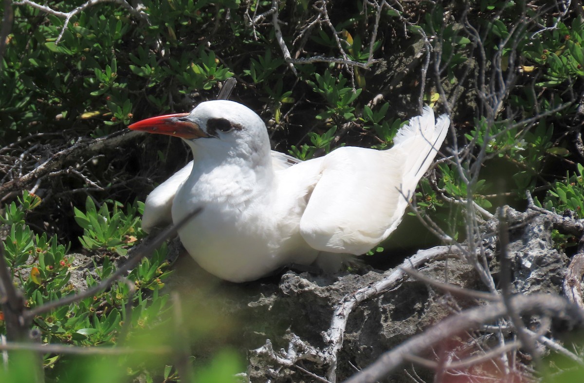 紅尾熱帶鳥 - ML646676436